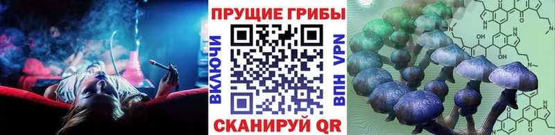 Купить  Кудрово  Псилоцибиновые грибы Cubensis 